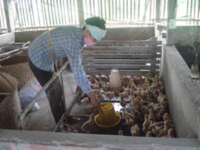 THUY NINH កសាងបណ្ដារូបសណ្ឋានសេដ្ឋកិច្ចជនបទ